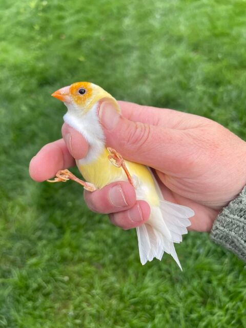 Femelle diamant gould 60 62720 Rinxent