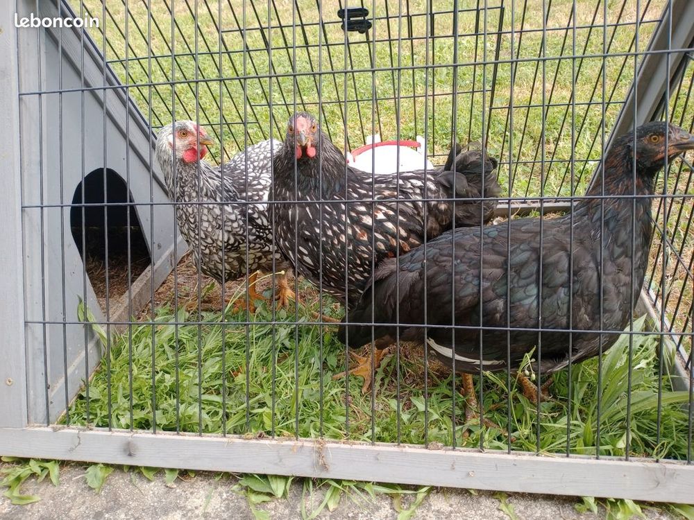    poussins wyandotte 