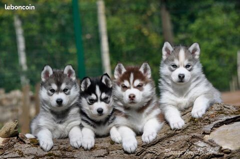 superbes chiots husky de sibérie LOF 1200 78970 Mzires-sur-seine