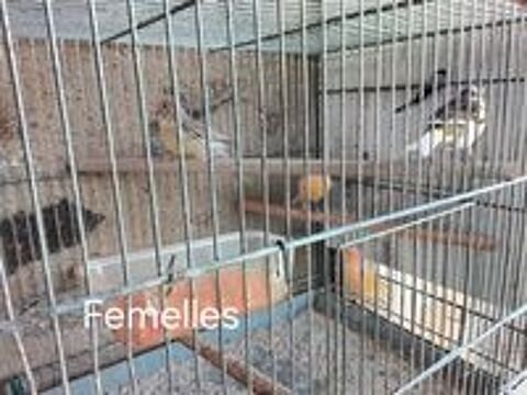   Canaris  