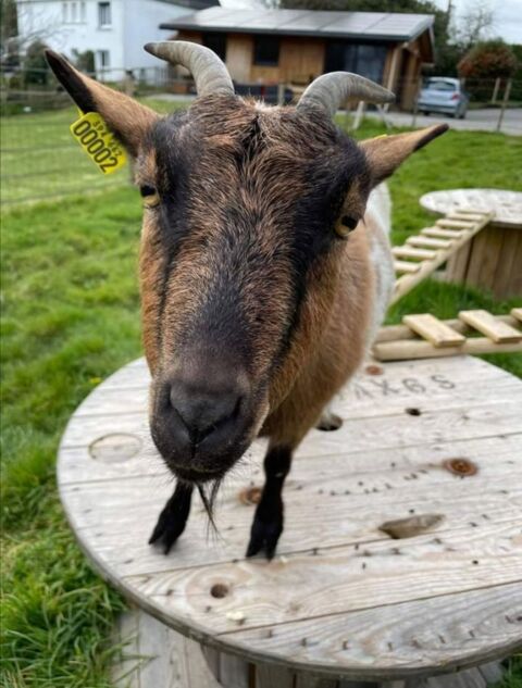 Yanis et Violette 180 56560 Guiscriff