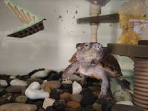   Tortue d'eau  