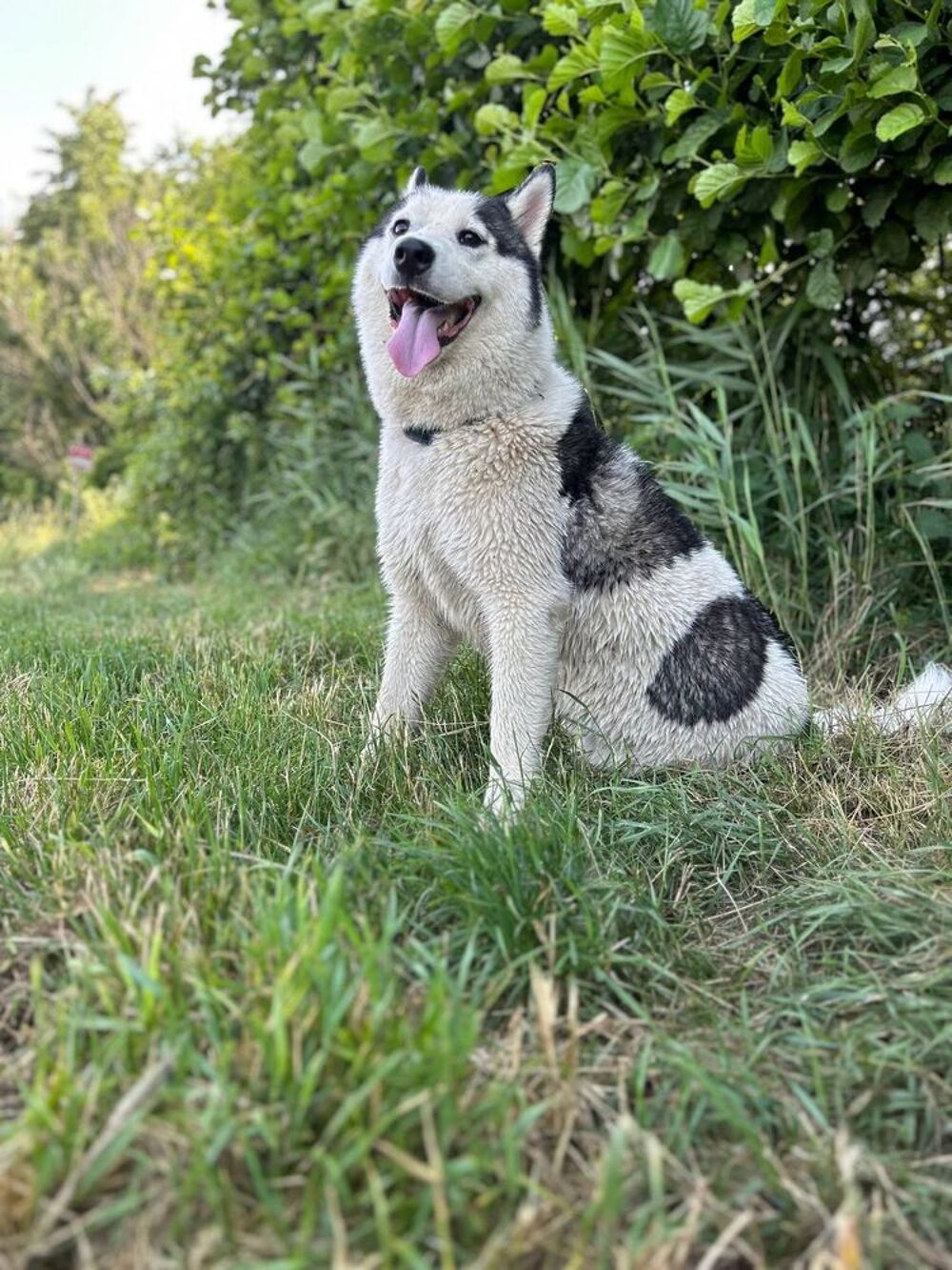   Chien YOUKI à l adoption 