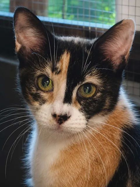 Baya 2 ans gentille chatte cherche sauveur a adopter 140 11000 Carcassonne