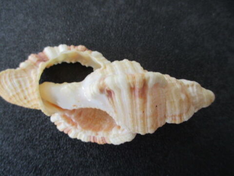 coquillage 5 Castres (81)