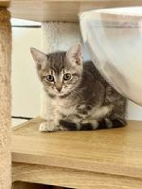   Chat FLEURETTE à l adoption 
