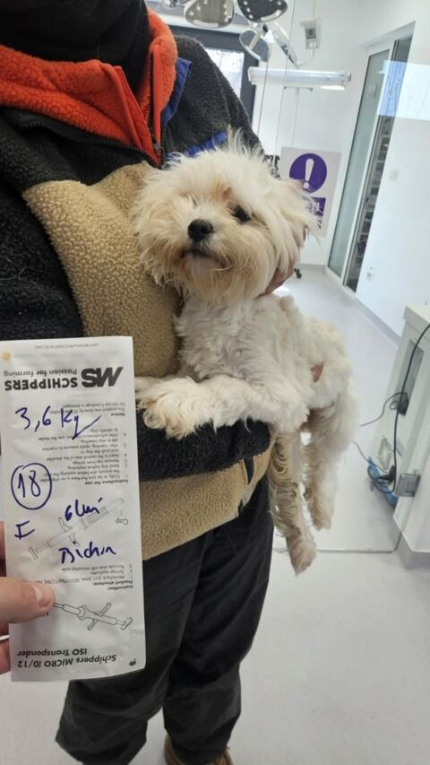 Nami &agrave; l'adoption 320 46000 Cahors