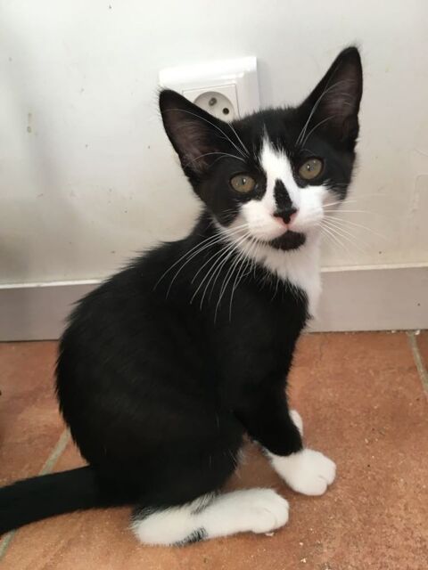 Tresna jolie puce sociable et gentille 180 94200 Ivry-sur-seine