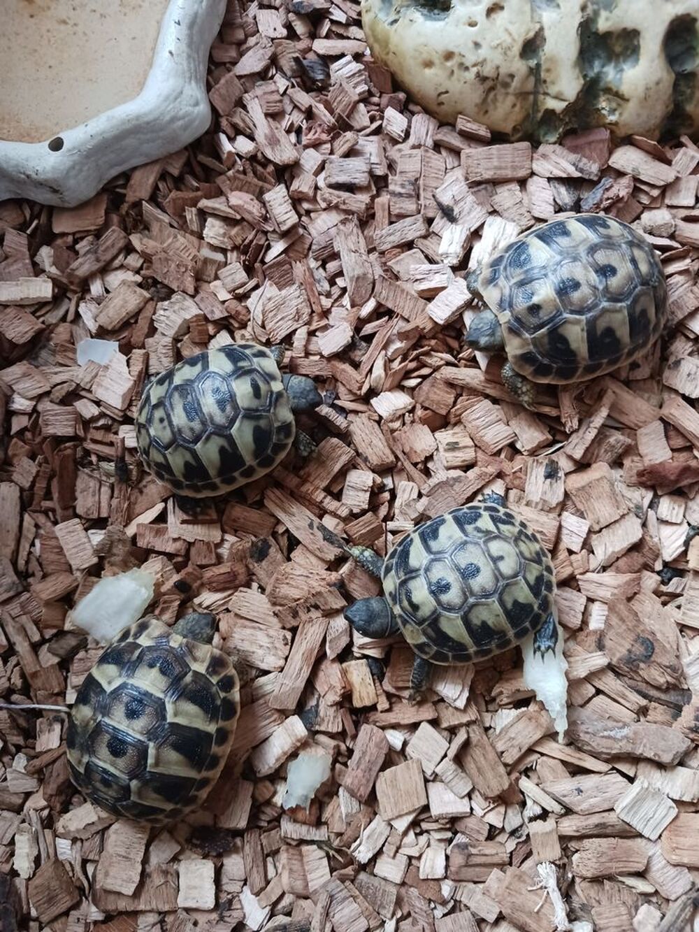   Tortues GRECQUES nées pendant l'été 2025 