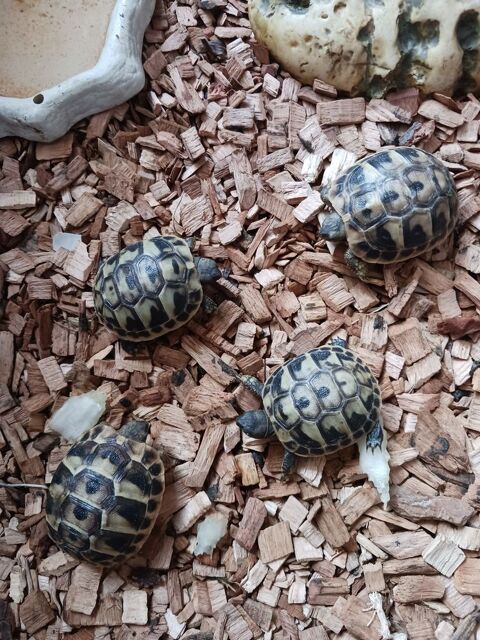 Tortues GRECQUES n&eacute;es pendant l'&eacute;t&eacute; 2025 40 30000 N�mes