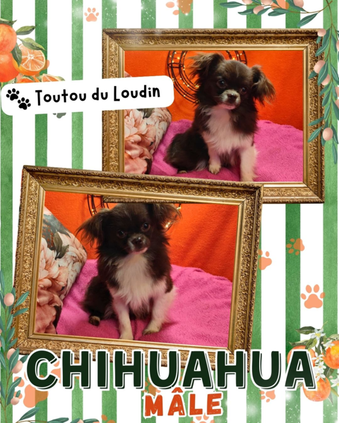 Chiot chihuahua m&acirc;le poils longs 500 18140 Pr�cy