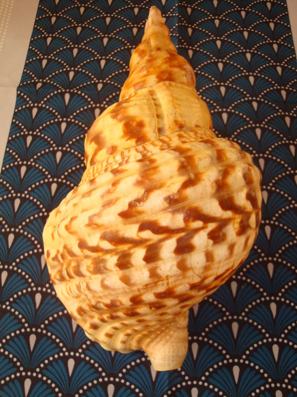 Coquillage Triton Trompette Décoration
