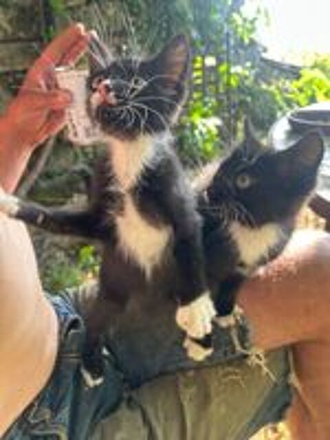   Quatre petits chatons  