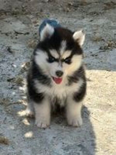   Pomsky  