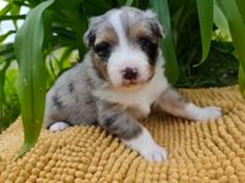   chiot berger australien 