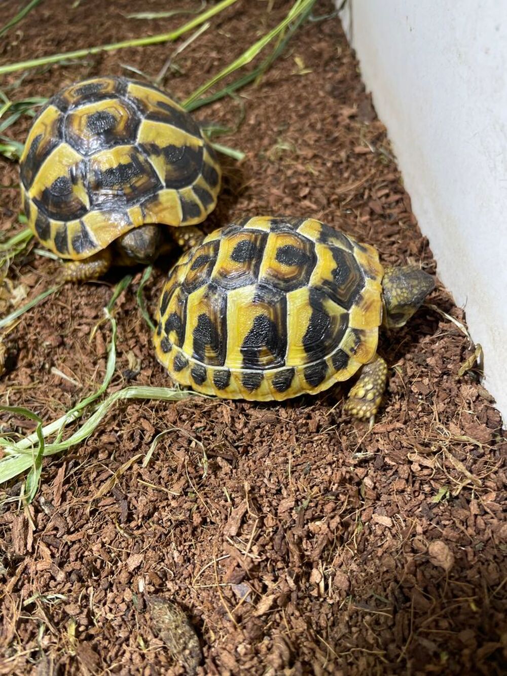   Tortue de terre  