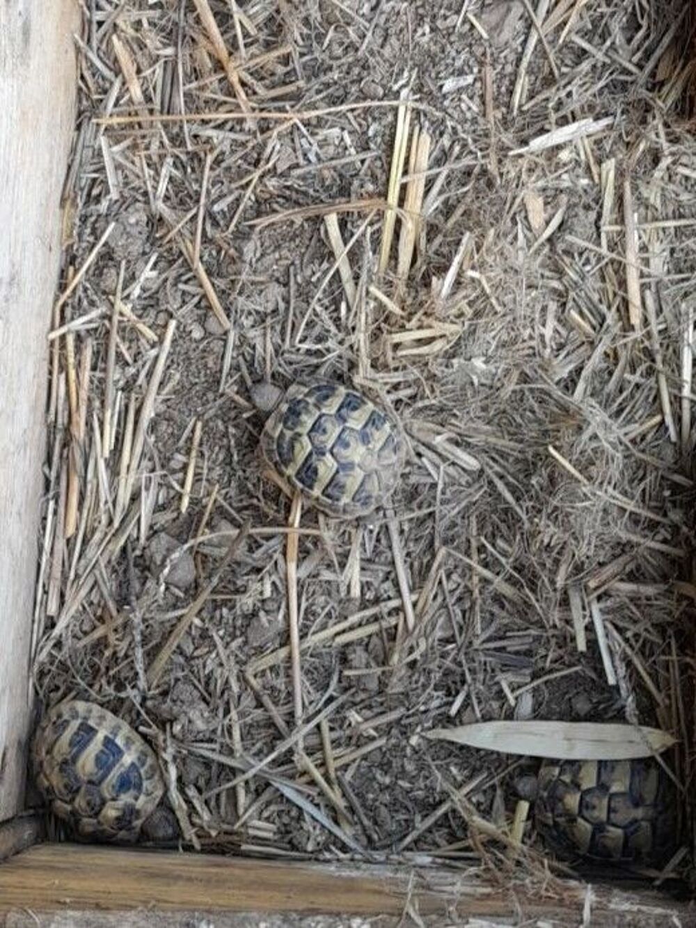   Eleveur capacitaire de tortues terrestres 