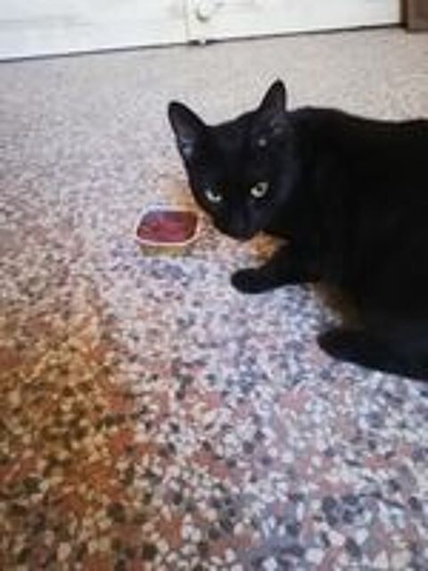   Chat recherche Famille d'Accueil sur Marseille 