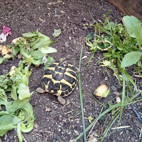 tortues 50 34800 Clermont-l'hrault