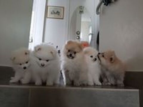   5 chiots élevés à la maison en famille 