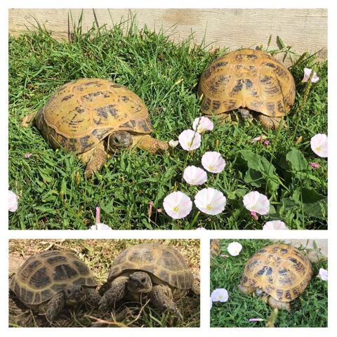 Tortues des Steppes Adultes 300 01800 Meximieux