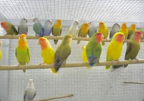 Tr&egrave;s Beaux Ins&eacute;parables Roseicolis EPP Bagu&eacute;s 2024-25 49 94450 Limeil-br�vannes