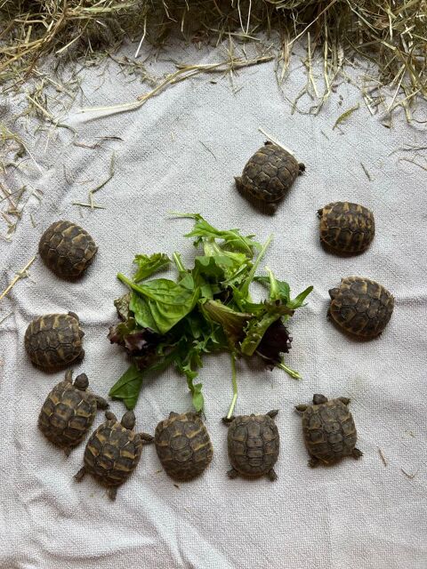 tortue juvénile 1 ans 40 30300 Vallabrgues