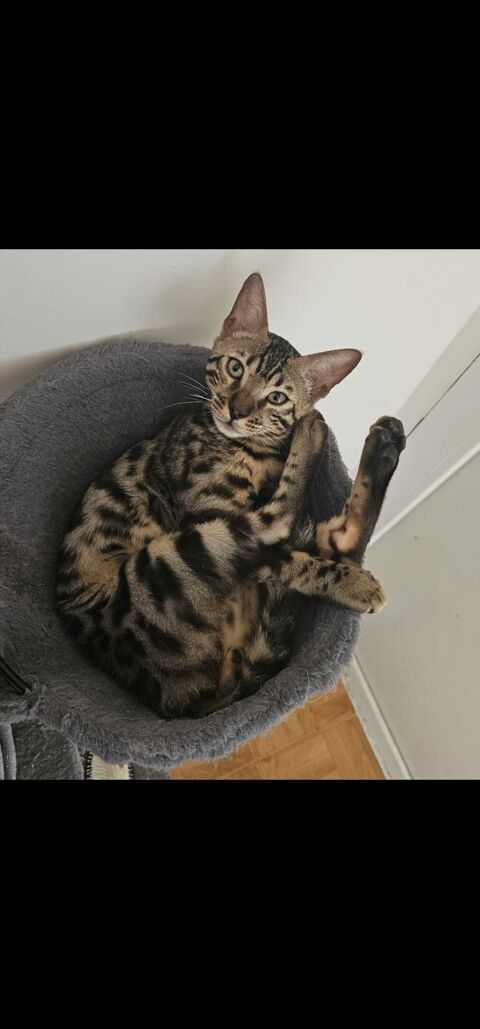 Chaton bengal loof 1050 91700 Fleury-mrogis
