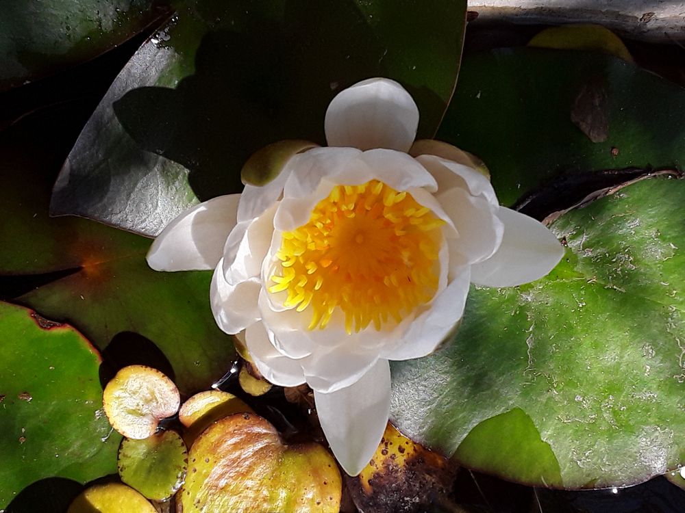 N&eacute;nuphars Jardin