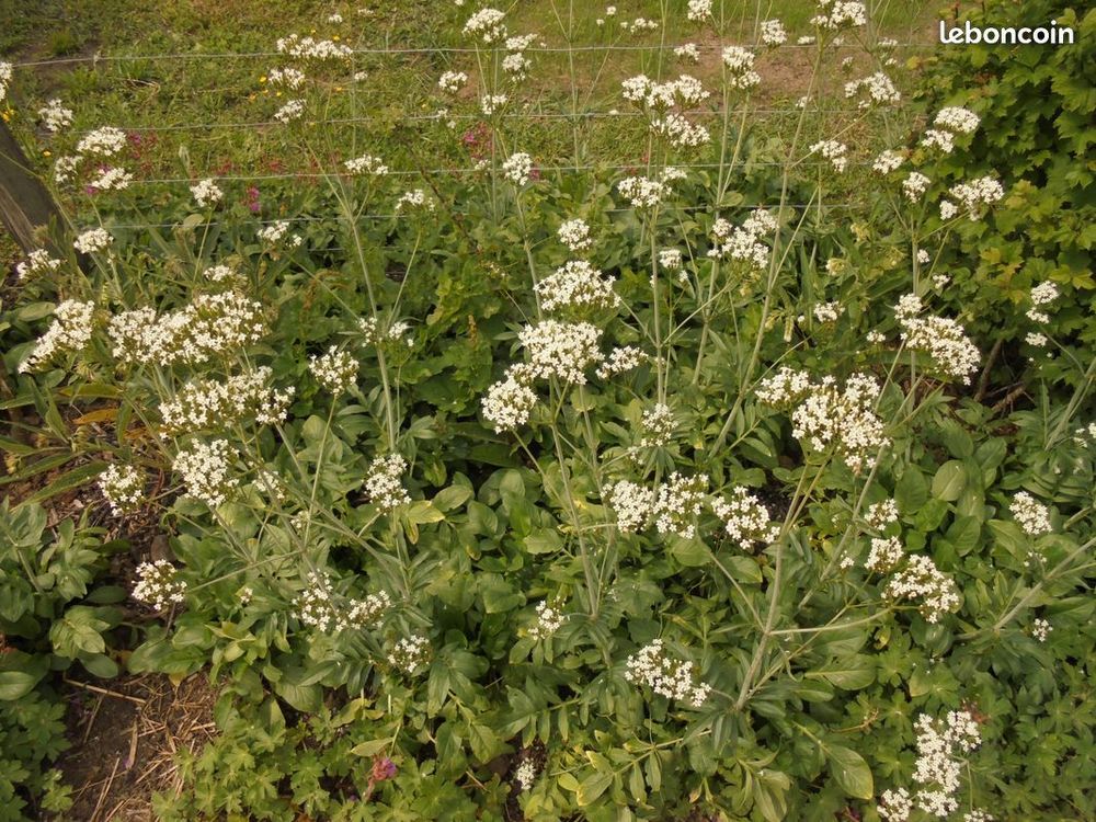 Plant rare vivace ancien perpetuel graines Jardin