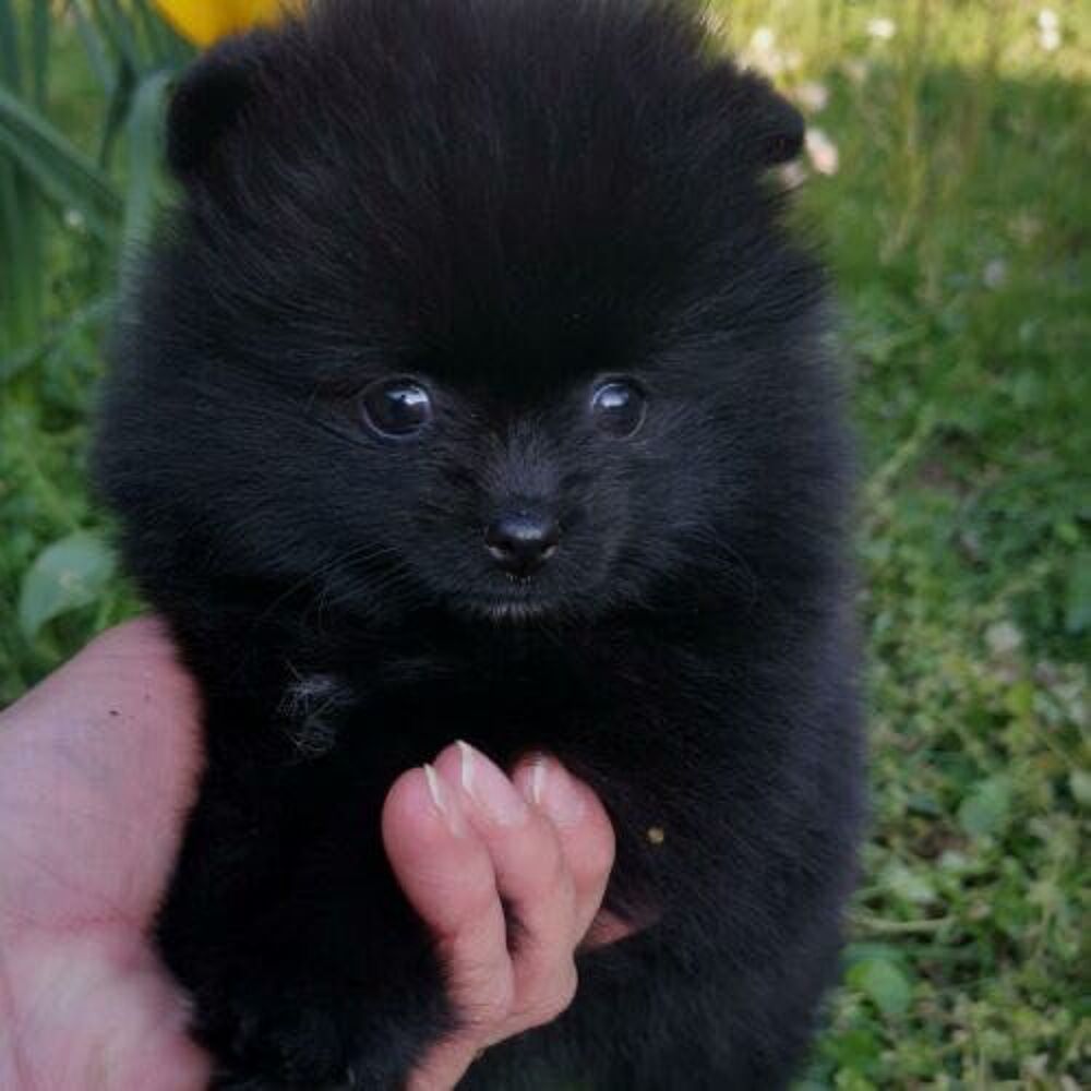   chiot Spitz noir 3 mois 