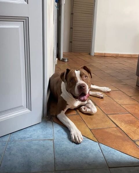 Chien UMM à l adoption 210 84290 Sainte-ccile-les-vignes