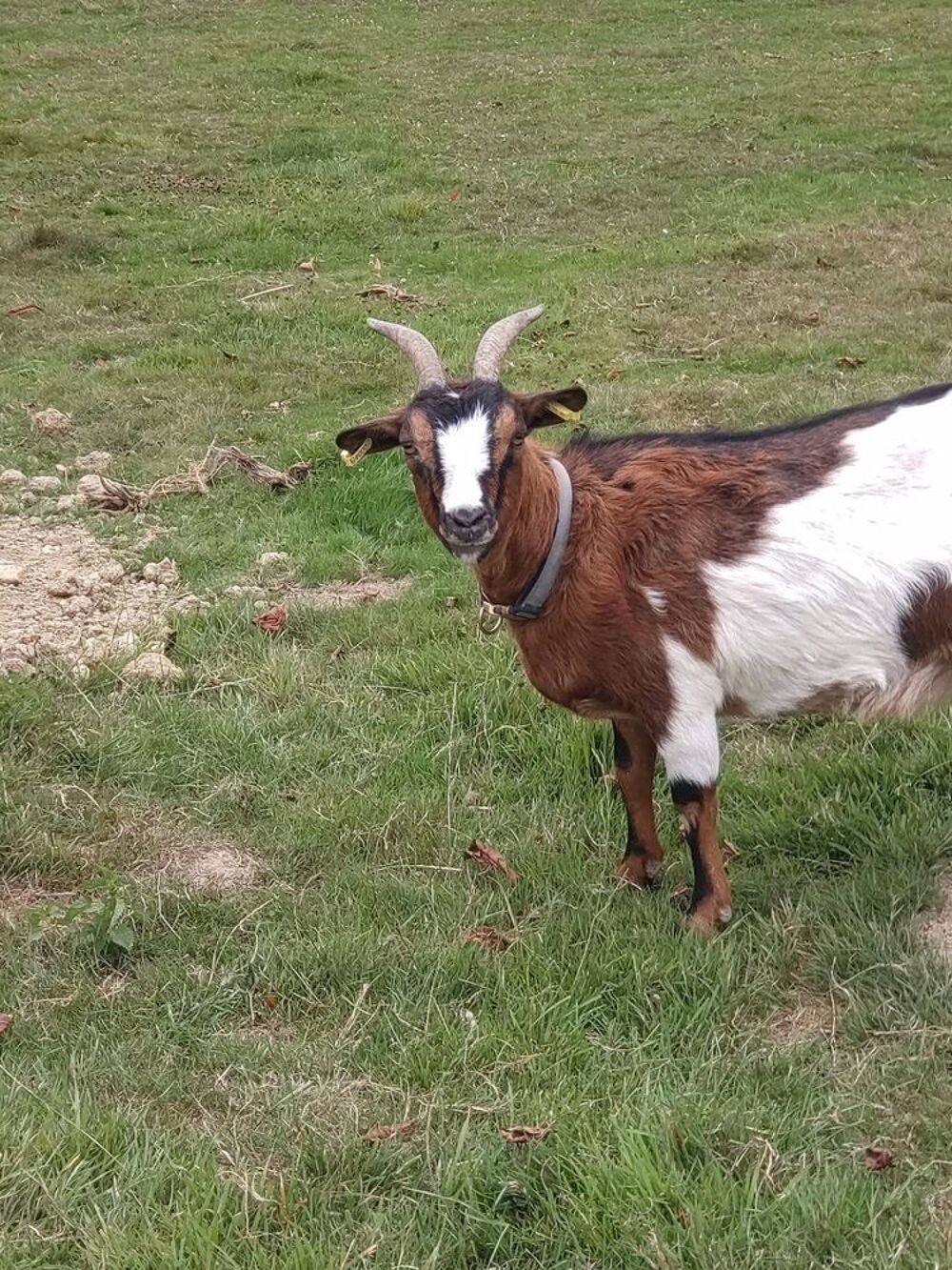   Balta, chèvre naine à adopter 