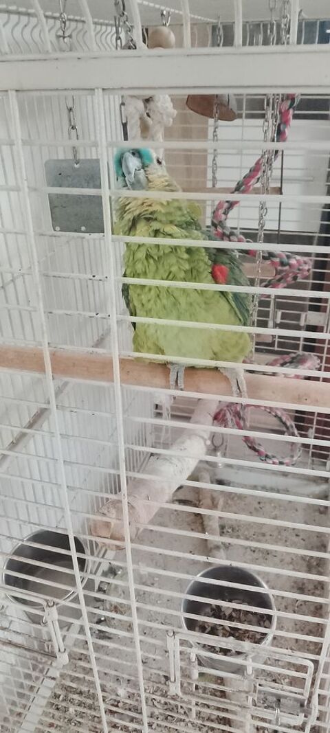 perroquet amazon à front bleu 1500 67390 Bootzheim