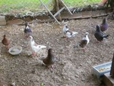   pigeons 