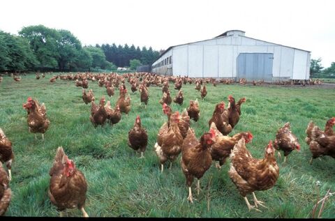 Recherche un emploi dans un élevage avicole 0 46090 Le montat