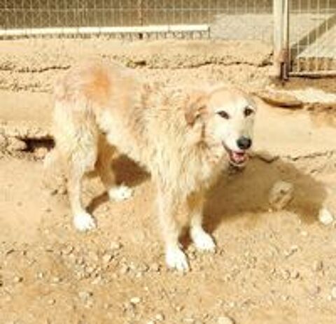   Gomez 10 ans, un amour de chien à aimer 