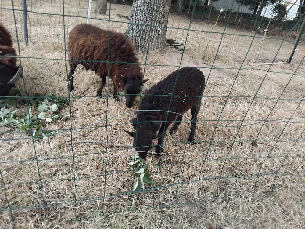   couple moutons d ouessant 