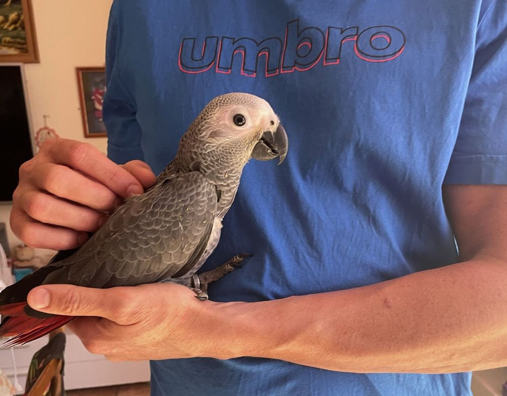   perroquet gris du gabon bébé mâle 