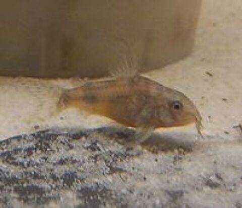   Corydoras paleatus 