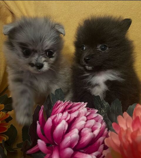 Chiots spitz allemand nain 850 79200 Parthenay