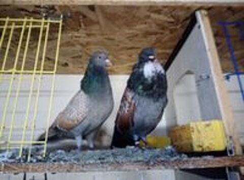   Pigeons cauchois sottobanca  