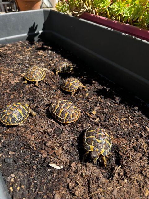 Tortues Juv&eacute;niles Grecque 40 83500 La seyne-sur-mer