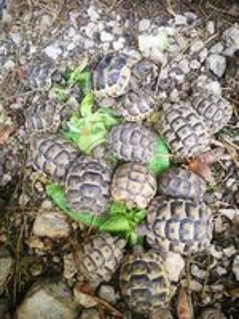   Bb tortues née été 2025 