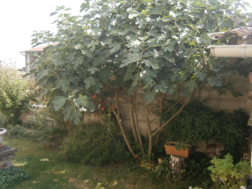 FIGUIERS Jardin