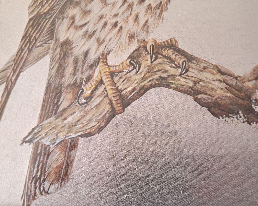 tableau vintage repr&eacute;sentant un rapace buse ou faucon Dufex Décoration