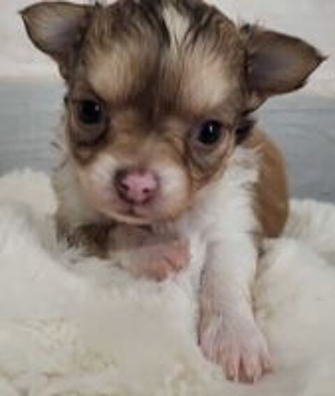   chihuahuas poils longs 