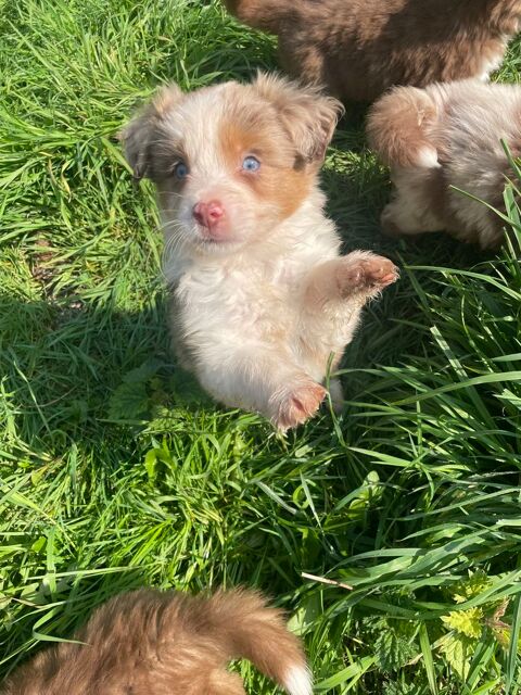 CHIOTS BERGER AMERICAIN MINIATURE 800 56350 Saint-jean-la-poterie