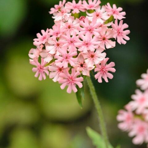 Lychnis  carnea 3 Sainte-Genevive-des-Bois (91)