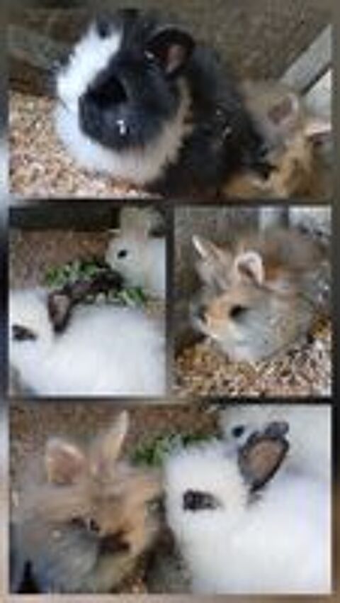   Lapin nain 